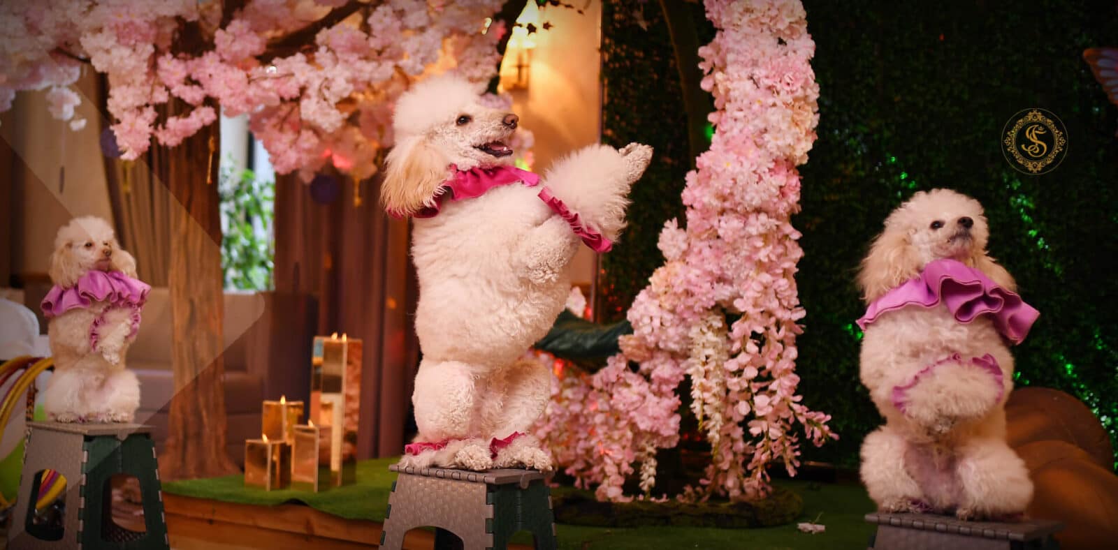 Шоу программа для детей и взрослых