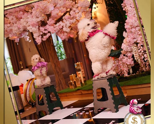 Alice от Агентства Детских Праздников Арт-Иллюзион Киев Детский День Рождения в стиле Алиса